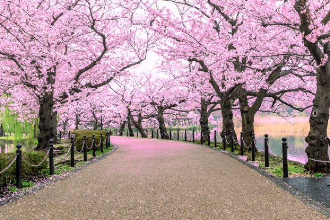 Japn Fascinante y Ise y Kumano 2025