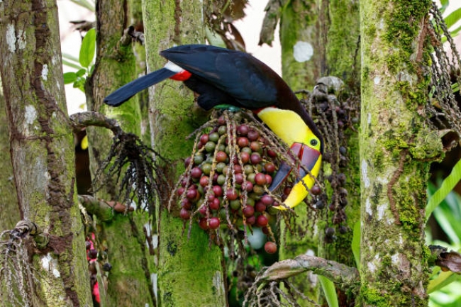 Salidas Grupales Costa Rica - PURA VIDA 2025