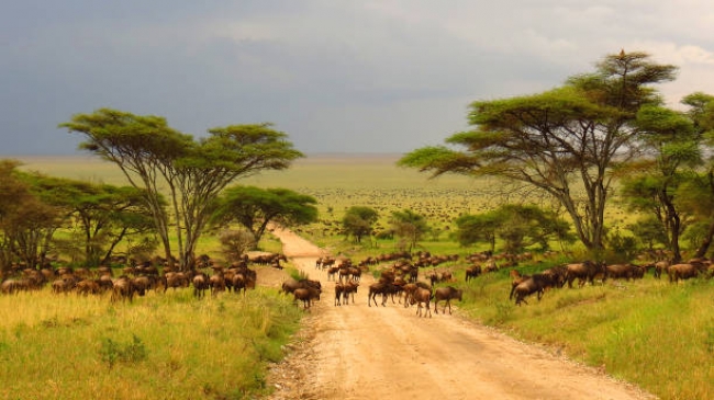 Tribus de Kenia y Tanzania 2025