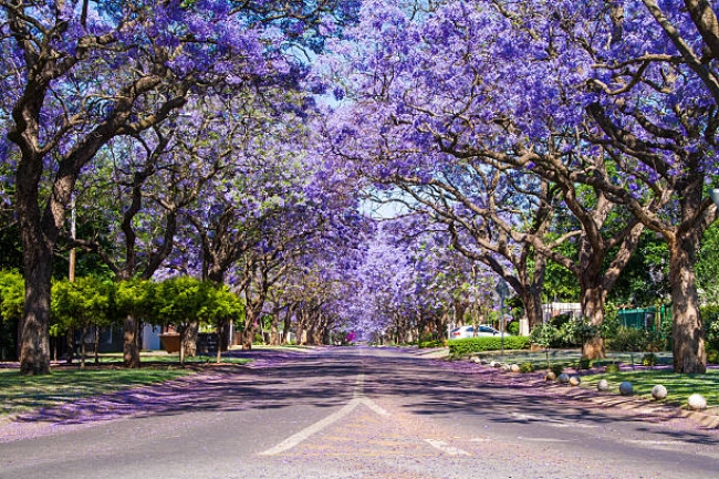 Lo Mejor de Sudafrica 2025
