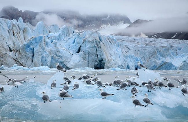 NOVEDAD: Svalbard Escapada Polar 2026