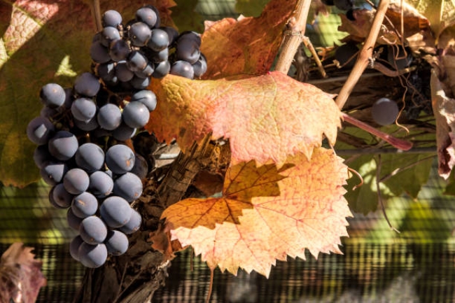 MDZ Ruta del vino Lujan de Cuyo o Maip y Valle de Uco 2025