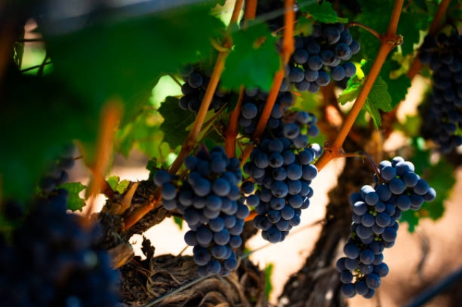 Mendoza ciudad y vinos en privado 2025