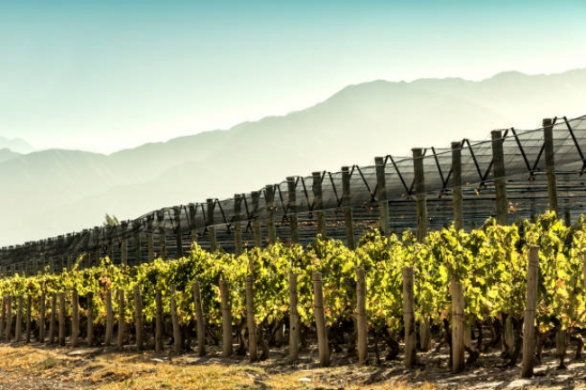 MDZ Ruta del vino Lujan o Maipu 2026