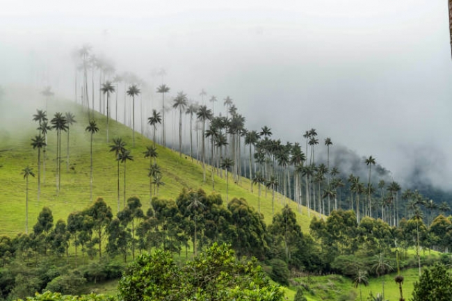 Paisaje Cultural Cafetero 2026