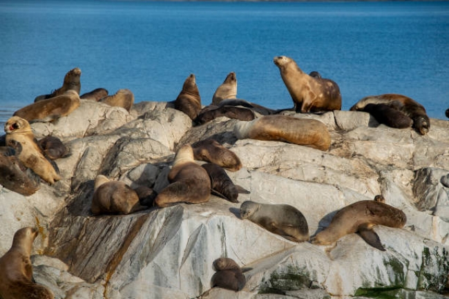 Cruceros Australis USHUAIA/ PUNTA ARENAS 2026 